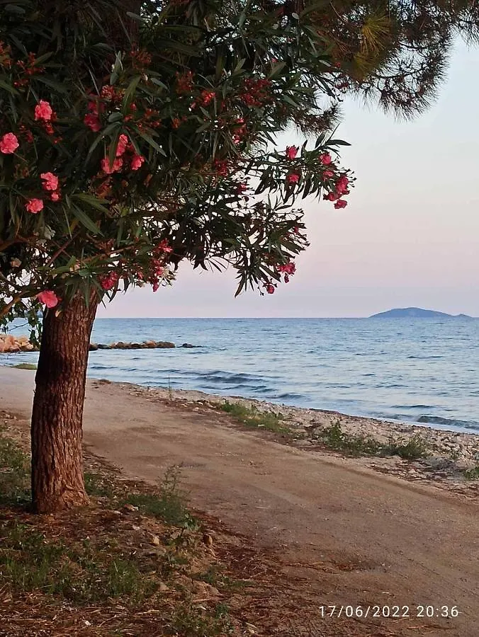 Family House By The Sea Villa Nikiti  Greece